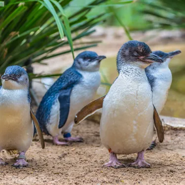 Penguins at SEA LIFE Weymouth