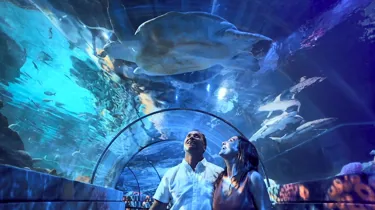 Sealife London Ocean Tunnel
