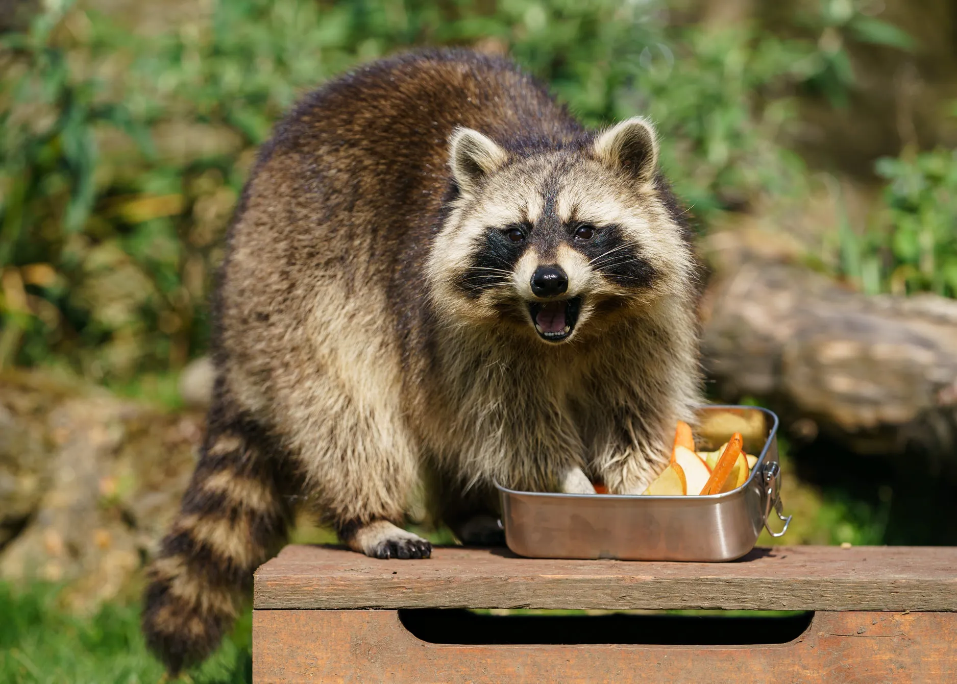Raccoon