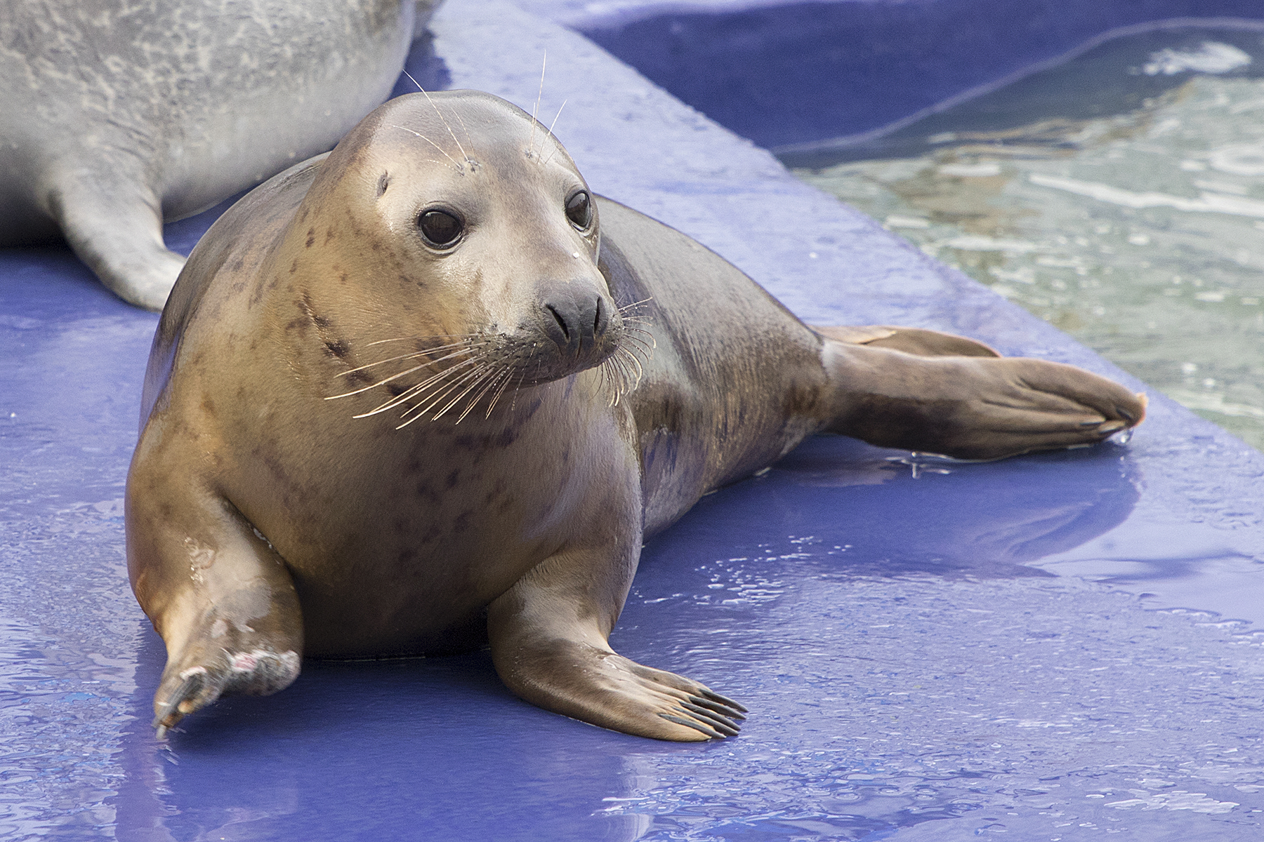 Seal at SEA LIFE Sanctuary Hunstanton