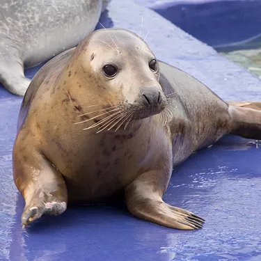 Seal at SEA LIFE Sanctuary Hunstanton