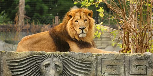 Kamal, An Asiatic Lion At Chessington World Of Adventures Resort