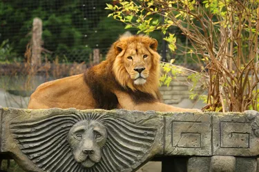 Kamal, An Asiatic Lion At Chessington World Of Adventures Resort