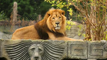 Kamal, An Asiatic Lion At Chessington World Of Adventures Resort