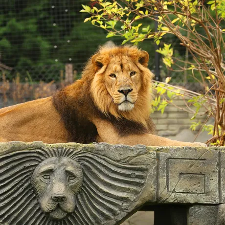 Kamal, An Asiatic Lion At Chessington World Of Adventures Resort