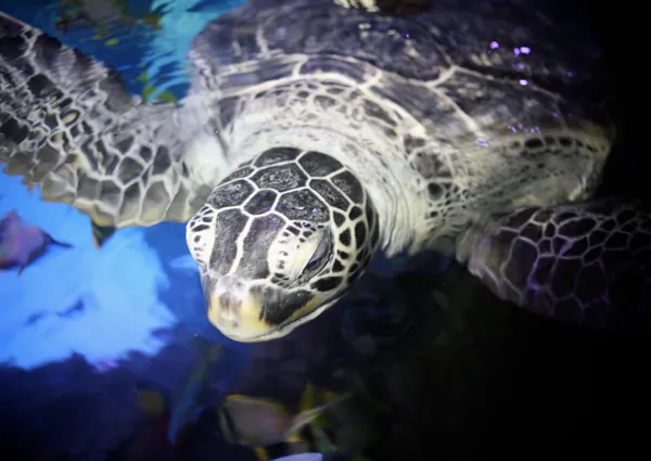 Turtle at SEA LIFE Great Yarmouth