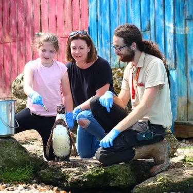Penguin Feeding at Chessington World of Adventures Resort