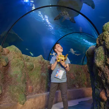 Ocean Tunnel at SEA LIFE Manchester