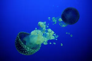 Jellyfish at SEA LIFE Scarborough