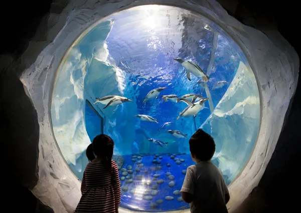 Penguins at the National SEA LIFE Centre Birmingham