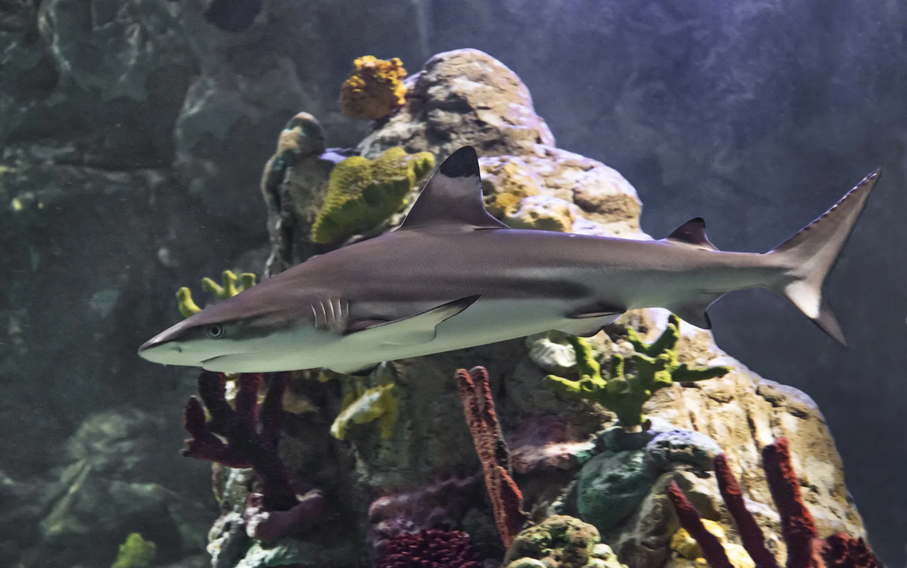 Shark at SEA LIFE Manchester