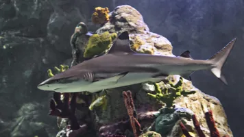 Shark at SEA LIFE Manchester