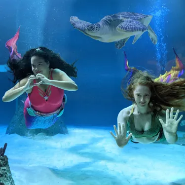 Mermaids Turtle Brighton