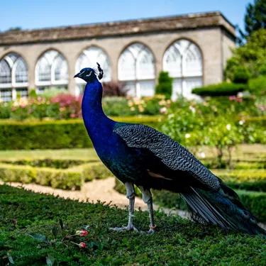 A Peacock in The Gardens