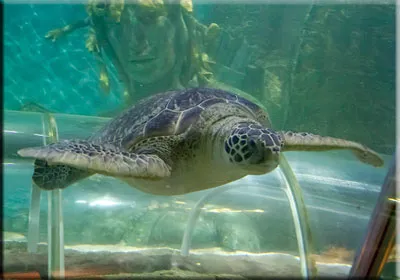 Turtle at SEA LIFE Great Yarmouth