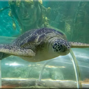 Turtle at SEA LIFE Great Yarmouth