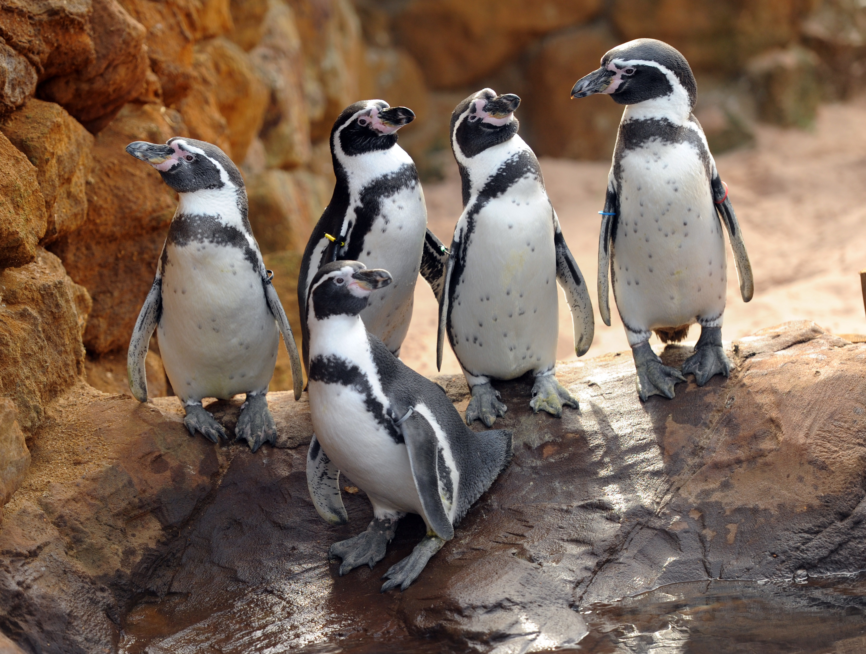 Penguins at SEA LIFE Sanctuary Hunstanton