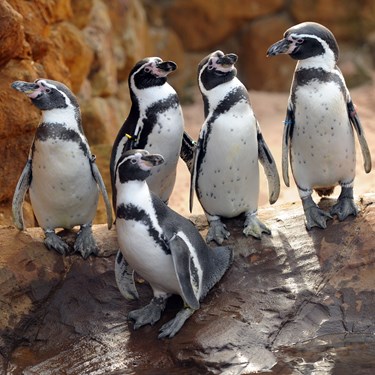 Penguins at SEA LIFE Sanctuary Hunstanton