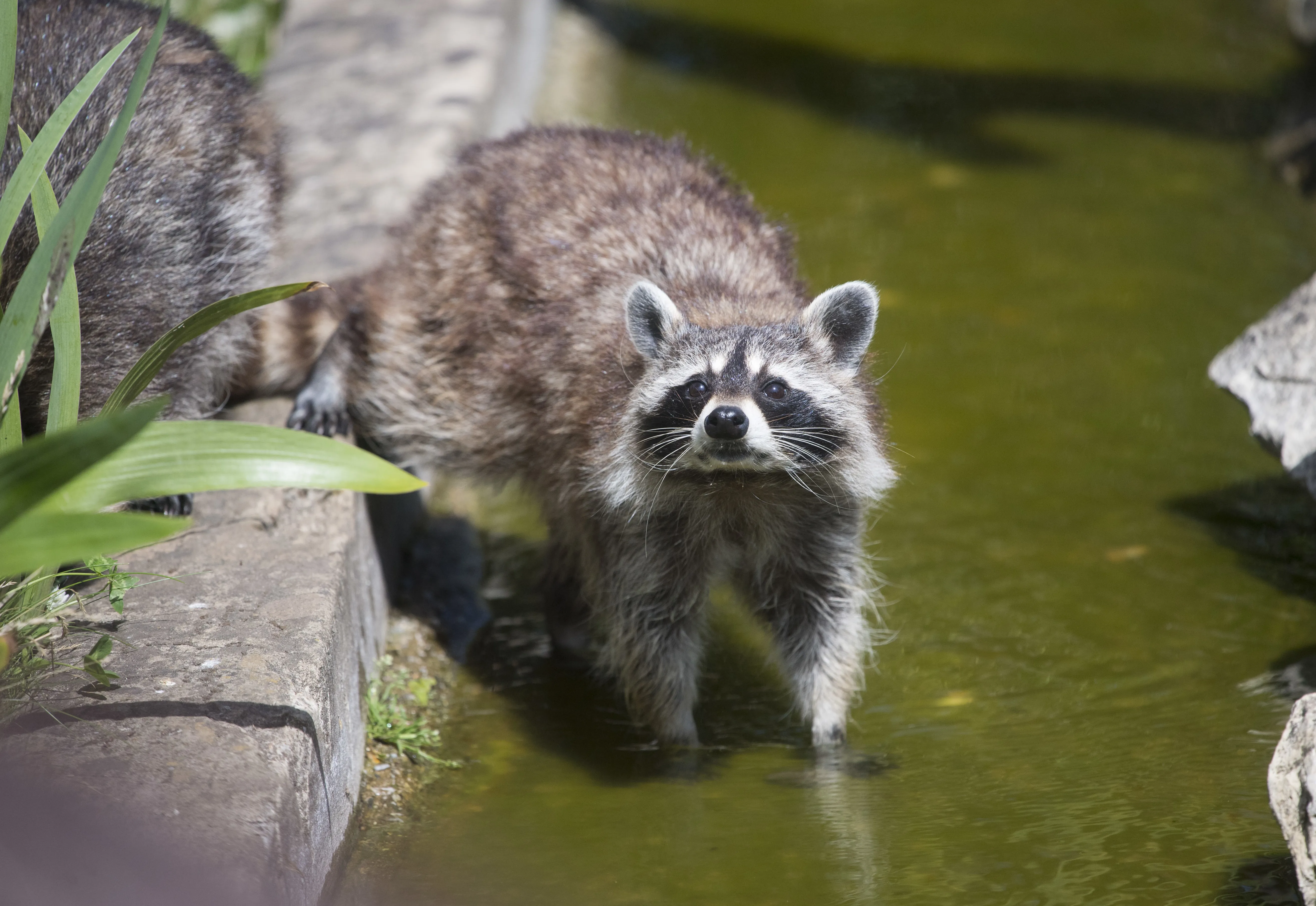 Raccoon at Chessington World of Adventures Resort