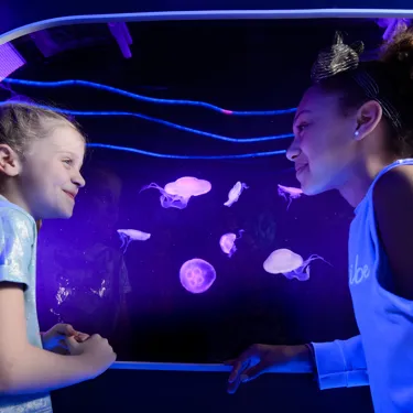Jellyfish at SEA LIFE London