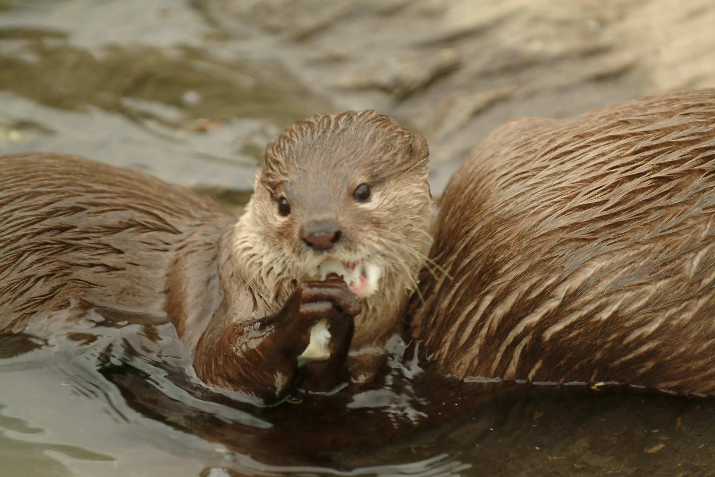 Otter at SEA LIFE Loch Lomond