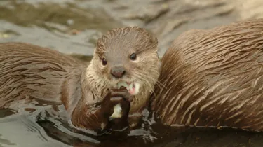 Otter at SEA LIFE Loch Lomond