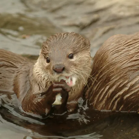 Otter at SEA LIFE Loch Lomond