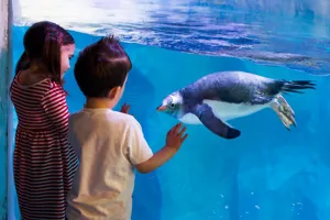 Penguin at the National SEA LIFE Centre Birmingham