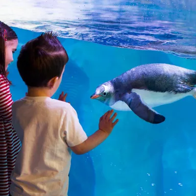 Penguin at the National SEA LIFE Centre Birmingham