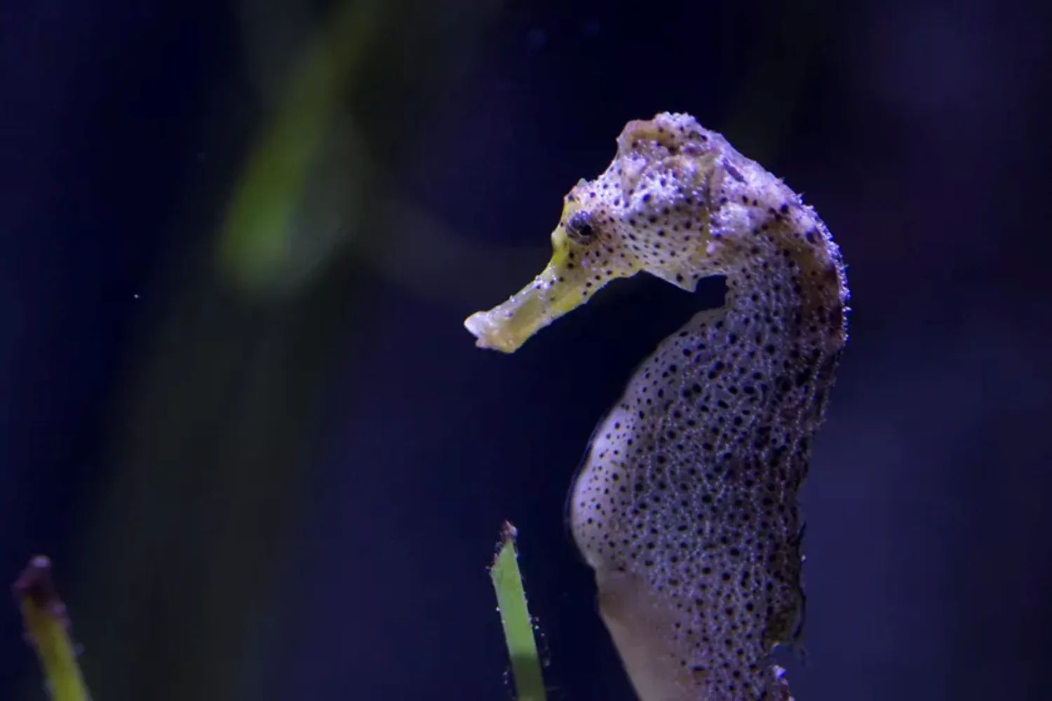 Seahorse (1)