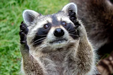 Raccoon Hero 2 Evergreen