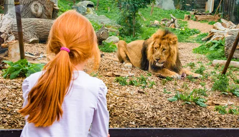 Kamal, An Asiatic Lion At Chessington World Of Adventures Resort
