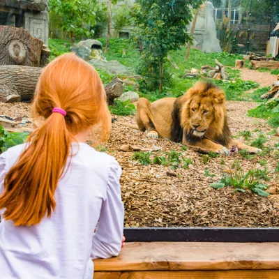 Kamal, An Asiatic Lion At Chessington World Of Adventures Resort