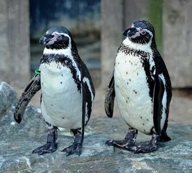 Penguins at SEA LIFE Great Yarmouth