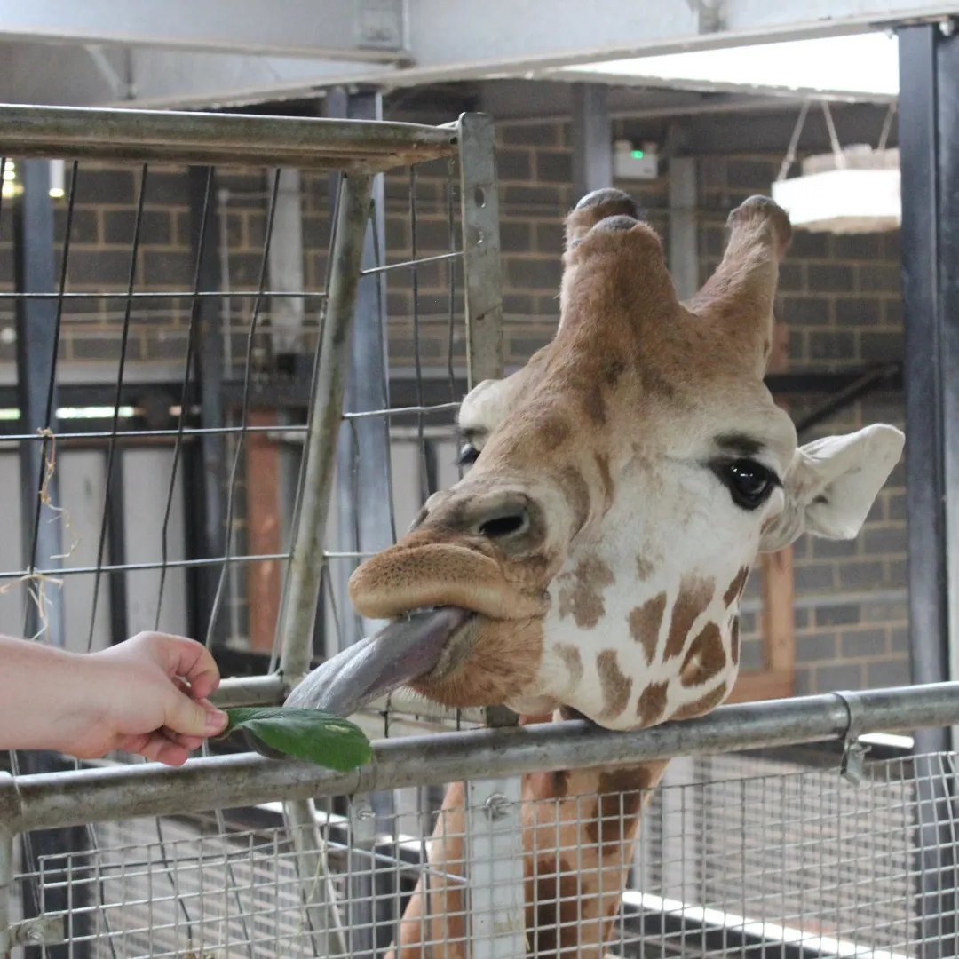 Giraffe Feed Blog