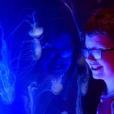 Jellyfish at SEA LIFE London